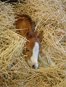 roquero