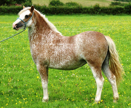 © Erw-wastad Stud kuva
